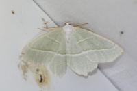 Campaea margaritaria
