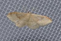 Idaea degeneraria