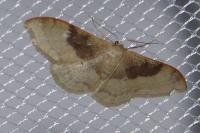 Idaea degeneraria