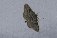 Peribatodes rhomboidaria rhomboidaria