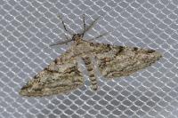 Peribatodes rhomboidaria rhomboidaria