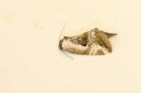 Elaphria venustula