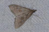 Mecyna asinalis