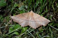Gerinia honoraria