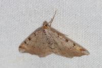 Macaria liturata