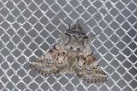Cleonymia yvanii