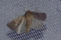 Hoplodrina ambigua/blanda