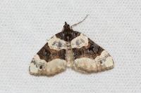 Cosmorhoe ocellata