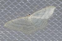Idaea subsericeata