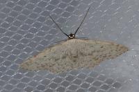 Scopula marginepunctata