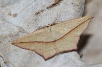 Timandra comae