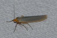 Eilema caniola