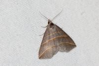 Colobochyla salicalis
