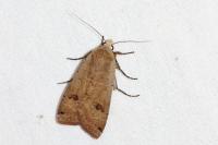 Noctua pronuba