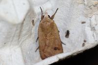 Noctua pronuba