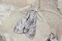 Acronicta psi/tridens