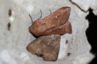 Mythimna albipuncta