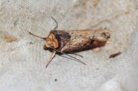 Axylia putris