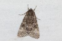 Acronicta rumicis