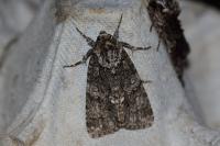 Acronicta rumicis