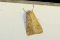 Mythimna vitellina