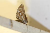 Bupalus piniaria