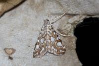 Elophila nymphaeata