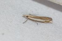 Crambus pascuella