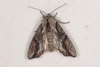 Egira conspicillaris