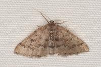Aleucis distinctata