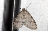 Trichopteryx carpinata