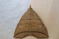 Herminia grisealis