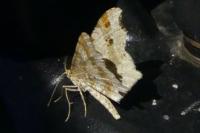 Macaria alternata
