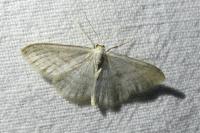 Idaea subsericeata