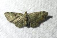 Pasiphila chloerata