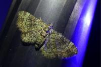 Pasiphila chloerata