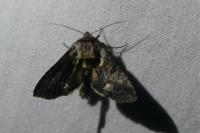 Abrostola asclepiadis