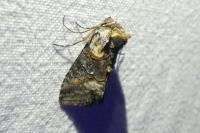 Abrostola asclepiadis
