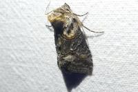 Abrostola asclepiadis