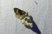 Epirrhoe galiata