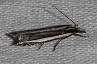 Angustalius malacellus