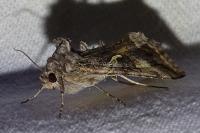 Autographa gamma