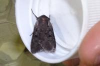 Violaphotia molothina occidentalis