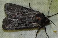 Violaphotia molothina occidentalis