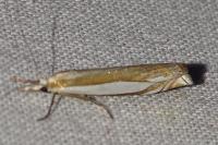 Crambus pascuella