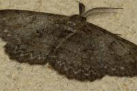 Hypomecis punctinalis