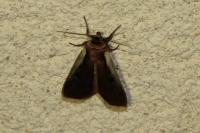 Ochropleura plecta
