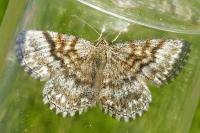 Scopula immorata