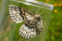 Scopula immorata