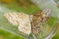 Scopula immorata